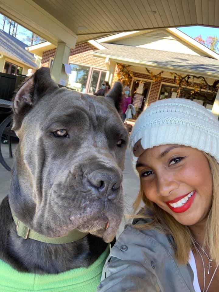 Cane Corso is most searched dog breed in San Diego, MyPetChild study shows