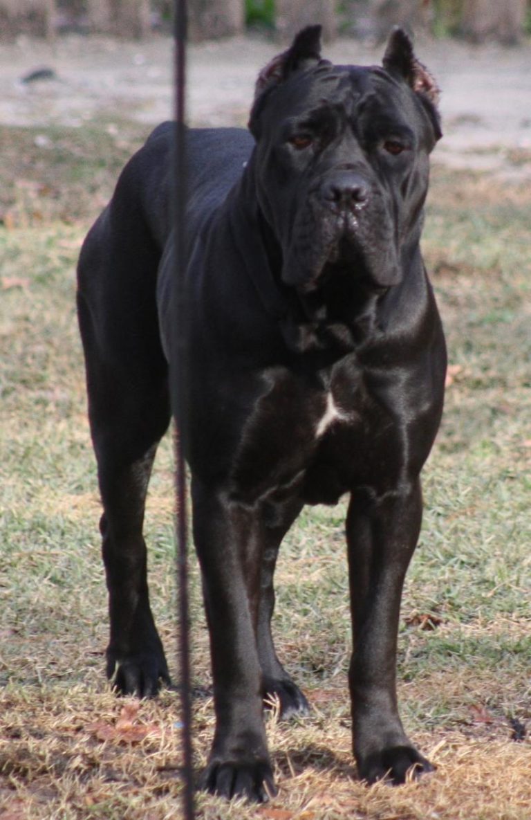 Pirates den deals cane corso